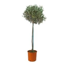 Olivier, Olea Europeae : H100 Cm Tige Pot D20cm -VIDA Plantes Magasin 316246 001