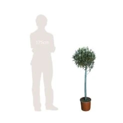Olivier, Olea Europeae : H100 Cm Tige Pot D20cm -VIDA Plantes Magasin 316246 002