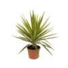 Yucca Jewel : H 80/105 Cm Pot Décoratif 25 Cm -VIDA Plantes Magasin 316260 002