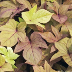 Ipomée : Plateau De 6 Plants En Godets Ø 8 Cm -VIDA Plantes Magasin 318186 008