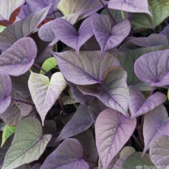 Ipomée : Plateau De 6 Plants En Godets Ø 8 Cm -VIDA Plantes Magasin 318186 010