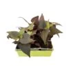 Ipomée : Plateau De 6 Plants En Godets Ø 8 Cm -VIDA Plantes Magasin 318186 014