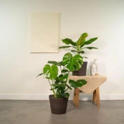Monstera Deliciosa, Bananier Musa Et Leurs Paniers Noirs, Duo De Plantes - Grandes Plantes D'intérieur -VIDA Plantes Magasin 31e295ea4954b484