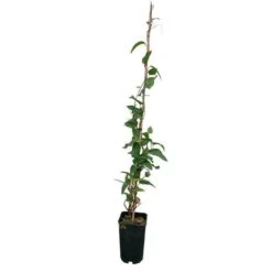 Hardenbergia Violacea - Hardenbergia Violacea 3l -VIDA Plantes Magasin 32a35dfbf103dba4