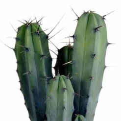 Myrtillocactus - H40cm, ø17cm - Plante D'intérieur Facile D'entretien 10 Myrtillocactus - H40cm, ø17cm - Plante D'intérieur Facile D'entretien -VIDA Plantes Magasin 33303d85be75e3e9