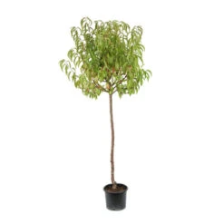 Pêcher Charles Ingouf : ½ Tige, 4-5 Ans, H 170-180 Cm -VIDA Plantes Magasin 335750 003