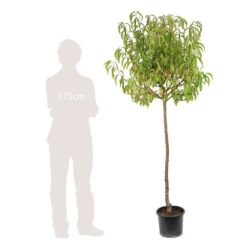 Pêcher Charles Ingouf : ½ Tige, 4-5 Ans, H 170-180 Cm -VIDA Plantes Magasin 335750 004