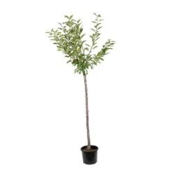 Cerisier Belle De Chatenay : ½ Tige, 4-5 Ans, H 170-180 Cm -VIDA Plantes Magasin 335756 001