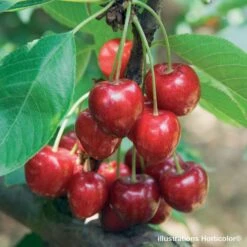 Cerisier Belle De Chatenay : ½ Tige, 4-5 Ans, H 170-180 Cm