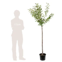 Cerisier Belle De Chatenay : ½ Tige, 4-5 Ans, H 170-180 Cm -VIDA Plantes Magasin 335756 003