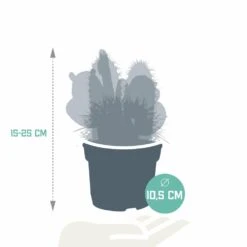 Cactus, Box De 3 Plantes - H15cm, ø10,5cm - Plantes D'intérieur -VIDA Plantes Magasin 3399ffe31b84cfe1