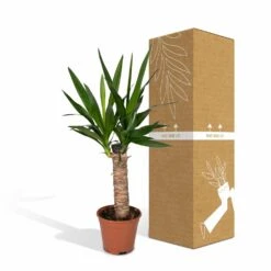 Yucca - H40cm, ø14cm - Plante D'intérieur -VIDA Plantes Magasin 3432fe20eae17f67