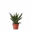 Aloe Brevifolia - H14cm, ø6cm - Plante D'intérieur Facile D'entretien -VIDA Plantes Magasin 347af5d33b044b54