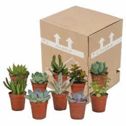 Succulentes, Box De 10 Plantes - H13cm, ø5,5cm - Plantes D'intérieur -VIDA Plantes Magasin 34c5cec915ff5cc9