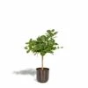 Ficus Benghalensis Et Son Cache-pot Noir - H90cm, ø21cm - Grande Plante D'intérieur -VIDA Plantes Magasin 359e763ba23d1d62