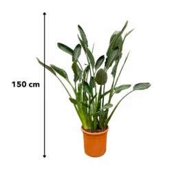 Strelitzia Reginae Xl - H160cm, ø35cm - Très Grande Plante D'intérieur -VIDA Plantes Magasin 36264e91f87a64ce