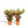 Calathea Makoyana Duo - Plantes D'intérieur -VIDA Plantes Magasin 36ff86858d8c71ca