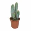 Pilosocereus Azureus - H40cm, ø17cm - Plante D'intérieur -VIDA Plantes Magasin 37421b3778f56b7f