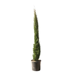 Cupressus Sempervirens Totem : Hauteur 150/175 Cm, Pot 18 L 6 Cupressus Sempervirens Totem : Hauteur 150/175 Cm, Pot 18 L -VIDA Plantes Magasin 374634 2058679 1