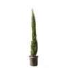 Cupressus Sempervirens Totem : Hauteur 150/175 Cm, Pot 18 L 2 Cupressus Sempervirens Totem : Hauteur 150/175 Cm, Pot 18 L -VIDA Plantes Magasin 374634 2058679