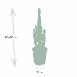 Euphorbia Acrurensis - H80cm, ø24cm - Grande Plante D'intérieur -VIDA Plantes Magasin 374eeba9c2f25f69