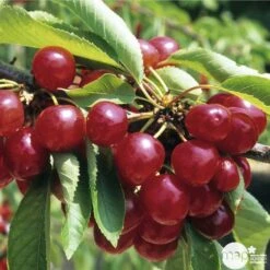 Cerisier Coeur De Pigeon : ½ Tige, 4-5 Ans, H 170-180 Cm -VIDA Plantes Magasin 37589 003