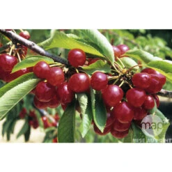 Cerisier Bigarreau Coeur De Pigeon : Gobelet 3 Ans D'âge Ctr 12 Litres -VIDA Plantes Magasin 37591 002