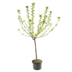 Cerisier Bigarreau Coeur De Pigeon : Gobelet 3 Ans D'âge Ctr 12 Litres -VIDA Plantes Magasin 37591 004