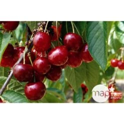 Cerisier Bigarreau Géant D'Hedelfingen 1/2 Tige 2ans âge Ctr 15L -VIDA Plantes Magasin 37597 002