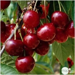 Cerisier Bigarreau Géant D'Hedelfingen 1/2 Tige 2ans âge Ctr 15L -VIDA Plantes Magasin 37597 003