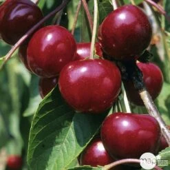 Cerisier Griotte Montmorency : ½ Tige, 4-5 Ans, H 170-180 Cm -VIDA Plantes Magasin 37611 004