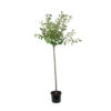 Cerisier Griotte Montmorency : ½ Tige, 4-5 Ans, H 170-180 Cm -VIDA Plantes Magasin 37611 005