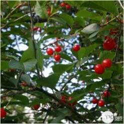 Cerisier Griotte Montmorency : ½ Tige, 4-5 Ans, H 170-180 Cm -VIDA Plantes Magasin 37611 006