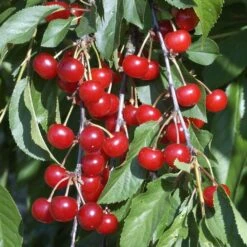 Cerisier Griotte Montmorency : ½ Tige, 4-5 Ans, H 170-180 Cm -VIDA Plantes Magasin 37611 010