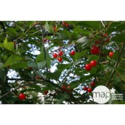 Cerisier Griotte De Montmorency : Gobelet 3 Ans D'âge Ctr 12 Litres -VIDA Plantes Magasin 37613 004