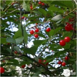 Cerisier Griotte De Montmorency : Gobelet 3 Ans D'âge Ctr 12 Litres -VIDA Plantes Magasin 37613 006