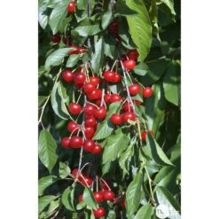 Cerisier Griotte De Montmorency : Gobelet 3 Ans D'âge Ctr 12 Litres -VIDA Plantes Magasin 37613 007