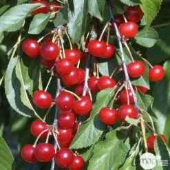 Cerisier Griotte De Montmorency : Gobelet 3 Ans D'âge Ctr 12 Litres -VIDA Plantes Magasin 37613 008