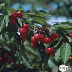 VIDA Plantes Magasin -VIDA Plantes Magasin 37620 003