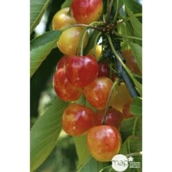 Cerisier Bigarreau Napoléon : Gobelet 3 Ans D'âge Ctr 12 Litres -VIDA Plantes Magasin 37627 004