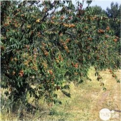 Cerisier Bigarreau Napoléon : Gobelet 3 Ans D'âge Ctr 12 Litres -VIDA Plantes Magasin 37627 007