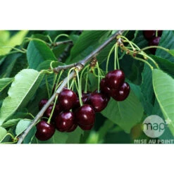 Cerisier Bigarreau Reverchon : Gobelet 3 Ans D'âge Ctr 12 Litres -VIDA Plantes Magasin 37634 003