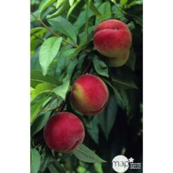 Pêcher à Chair Blanche Amsden : Demi Tige Ctr 15 Litres -VIDA Plantes Magasin 37642 002