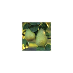 Poirier Beurré Hardy : Gobelet 3 Ans D'âge Ctr 12 Litres -VIDA Plantes Magasin 37673 003