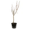 Poirier Beurré Hardy : Gobelet 3 Ans D'âge Ctr 12 Litres -VIDA Plantes Magasin 37673 2056201