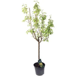 Poirier Williams : Gobelet 3 Ans D'âge - Ctr 12 Litres -VIDA Plantes Magasin 37709 002