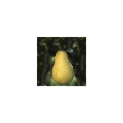 Poirier Williams : Gobelet 3 Ans D'âge - Ctr 12 Litres