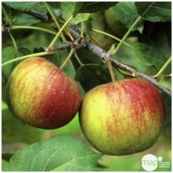 Pommier Belle De Boskoop : Gobelet 3 Ans D'âge Ctr 12 Litres -VIDA Plantes Magasin 37719 004