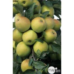 Pommier Golden Delicious : Gobelet 3 Ans D'âge Ctr 12 Litres -VIDA Plantes Magasin 37730 003
