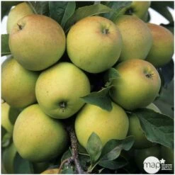 Pommier Golden Delicious : Gobelet 3 Ans D'âge Ctr 12 Litres -VIDA Plantes Magasin 37730 004